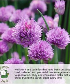 Seed Needs, Bee Balm Seed Packet Collection (3 Individual Varieties of Seed for Planting) Non-GMO & Untreated 20 71wIN5PScNL 2