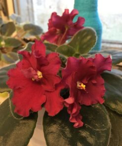 Maxicrop Liquid Seaweed (Kelp Extract, 32 Oz 29 71wIsOgmgCL