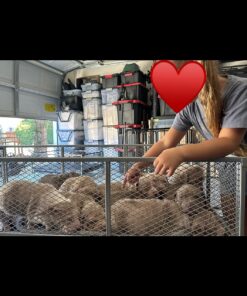 Gorilla Carts GOR1001-COM Steel Utility Cart, Heavy-Duty Convertible 2-in-1 Handle and Removable Sides, 7 cu ft, 1000 lb, Capacity, Gray, 1 pack 60 71wKBWLqFWL