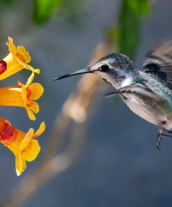 Nikon D500 DX-Format Digital SLR (Body Only), Base 96 71wKUQMk48L