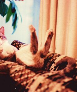 Purina Friskies Gravy Wet Cat Food Variety Pack, Tasty Treasures Prime Filets - 5.5 Ounce (Pack of 12) 5.5 Ounce (Pack of 12) 24 71wL8HIfYNL 1