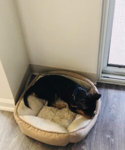 PetArmor for Dogs, Flea and Tick Treatment for Small Dogs (5-22 Pounds), Includes 3 Month Supply of Topical Flea Treatments 3 Count 5-22 lbs 43 71wM75f0zAL