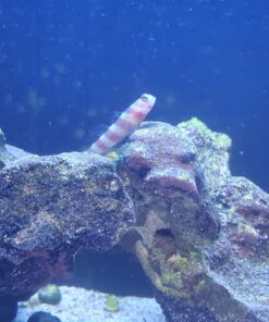 Coralife Biocube Aquarium Fish Tank Water Filter Cartridge, 2 Pack 1-Pack of 2 6 71wMQ qiiwL