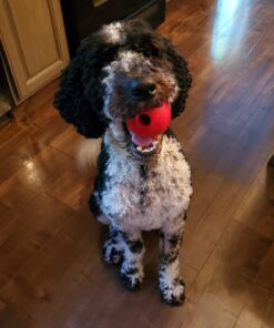 PET MAGASIN Japanese Stainless Steel Grooming Scissors (2) for Facial Hair and Larger for Body Trimming with Round Tip Grooming Sets 41 71wP3p7gjdL