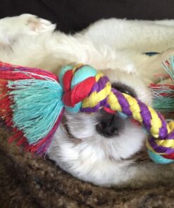 Petstages Orka Mini Dental Dog Chew Toys - 3 Pack Dental Chew 3 Pk 41 71wP5jAV9RL