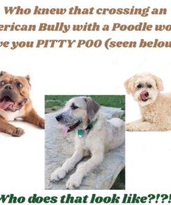 Embark Breed Identification Kit | Most Accurate Dog DNA Test | Test 350+ Dog Breeds | Breed ID Kit with Ancestry & Family Tree 44 71wPyefXDML