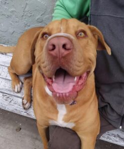 Hill's Science Diet Dry Dog Food, Puppy, Chicken Meal & Barley Recipe, 30 lb. Bag Puppy Dry 30 Pound (Pack of 1) 36 71wQBUpsAeL