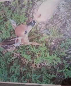 Brother® HL-L3290CDW Wireless Laser All-in-One Color Printer New Model: HLL3290CDW 35 71wQkXJ4yKL