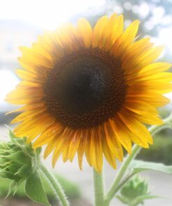 Seed Needs, Firecracker Sunflower (Helianthus annuus) Twin Pack of 85 Seeds Each 26 71wRq0nGF L