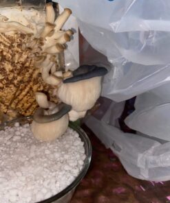 Back to the Roots Organic Oyster Mushroom Grow Kit, Harvest Gourmet Mushrooms In 10 Days 1 Count (Pack of 1) 87 71wSEiThplL