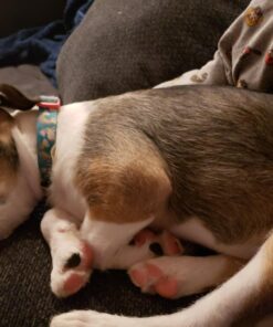 Purina Prime Bones Dog Bone, Made in USA Facilities, Natural Medium Dog Treats, Filled Chew With Pasture-Fed Bison - 6 Ct. Pouch 1.4 Pound (Pack of 1) 29 71wUAmAn cL