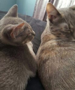 Comfort Zone Calming Diffuser Kit for Cat Calming Single Diffuser Kit Old Feliway Formula 39 71wVOfQvsL