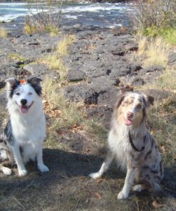 Petrainer Training Collar for Dogs - Waterproof Rechargeable Dog Training E-Collar with 3 Safe Correction Remote Training Modes, Static, Vibration, Beep for Dogs Small, Medium, Large 38 71wVkyKulOL