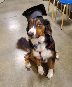 Leash Boss Dog Car Seat Belt Restraint - No-Chew Heavy Duty Car Seatbelt for Pets - 5 Sizes - Coated Steel Rope to Prevent Chewing (31 in) Black - 1-Pack 31in 24 71wWTTCzs1L