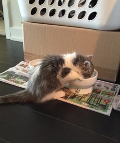 Necoichi Raised Cat Water Bowl, Elevated, with Measurement Lines, Dishwasher and Microwave Safe (Cat, Regular) 52 71wXGvD9i5L