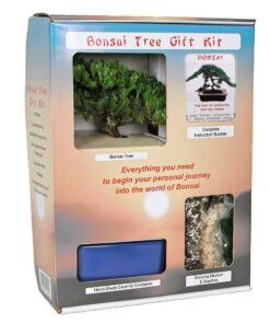 Alternative view of Eve's Bonsai Tree Starter Kit, Complete Kit with 2 Year Old Japanese Juniper in Gift Box !!! Cannot Ship to CA California & HI Hawaii !!!