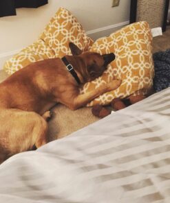 Sporn No Pull Dog Harness Large Size, Black Padded Durable Nylon Mesh Dog Harness, Breathable & Easy Dog Walking Harness for Puppy Training, Provides to All Large & Extra Large Breeds Large/XL 43 71wahOwKmZL