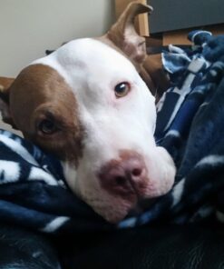 Blue Buffalo Wilderness Trail Treats High Protein Grain Free Crunchy Dog Treats Biscuits, Duck Recipe 10-oz Bag 10 Ounce (Pack of 1) 26 71wd66ANAgL