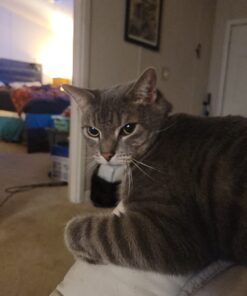 Hartz UltraGuard Plus Water Resistant 7 Month Protection Breakaway Flea & Tick Collar for Cats (3270094268) 37 71wf0ETHXfL