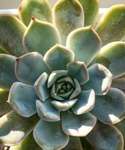 Espoma Organic 8 Ounce Concentrated Indoor! Plant Food - Indoor Plant Fertilizer for Large & Small Plants Like Pothos, Fiddle Leaf Fig, Monstera, Snake & Palms 37 71whelV5Z8L