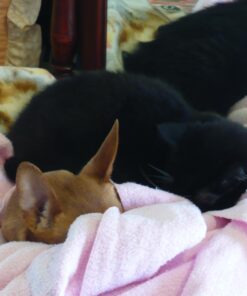 Capstar Fast-Acting Oral Flea Treatment for Dogs 33 71wj72H1XvL