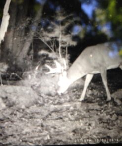 Conquest Scents EverCalm Deer Herd Scent Stick Basic pack 20 71wkT9AzeLL