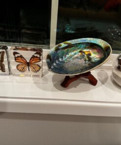 Natural Abalone (Pāua) Shell, with Stand,6-6.5 Inches,Supreme for Smudging,Cleansing Home,Meditation,Shell Crafts,Incense Holder,100% Natural, Sustainably Sourced by Ocean Shell Studios NZ 6"-6.5" 39 71wlIjlRorL