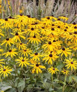 Outsidepride Perennial Rudbeckia Hirta Black-Eyed Susan Wild Flowers - 5000 Seeds 16 71wluyxtl3L