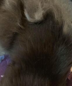 Dog Comb for Removes Tangles and Knots - Cat Comb for Removing Matted Fur - Grooming Tool with Stainless Steel Teeth and Non-Slip Grip Handle - Best Pet Hair Comb for Home Grooming Kit - Ebook Guide 37 71wm TlCbpL