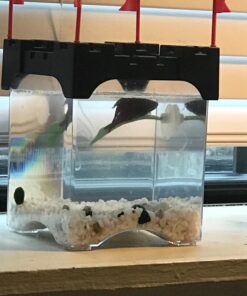 Blue Spotted Betta Plant Leaf Pad for Betta Fish, Tropical Fish Aquariums & Saltwater Fish Aquariums 1 Pack 27 71wnoVaOoTL