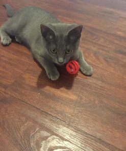 Hartz Just For Cats Midnight Crazies Cat Toy Balls - Assorted, for All Breed Sizes 28 71woKCQMOoL