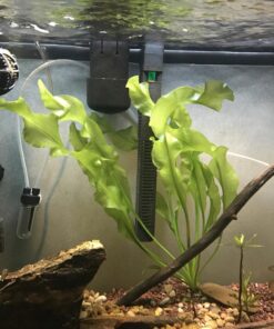 Aponogeton Ulvaceus Bulb - Aquarium Plant for Aquariums with temperatures Under 72F 46 71womlLLq8L