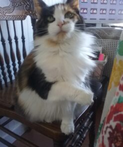 World's Best Cat Litter, Clumping Litter Formula for Multiple Cats, 28-Pounds 35 71wqfAy7teL