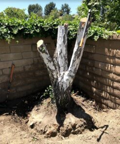 Fiskars Pro IsoCore 5lb. Garden Pick - 36" Shock Control Handle - Digging Tool for Tough Soil - Dual-Ended Pickaxe Tool and Garden Hoe - Black/Orange Pro IsoCore 5lb Garden Pick 31 71wv0sdsduL