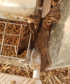 Grandpa's Feeders Automatic Chicken Feeder - Sturdy Galvanized Steel Poultry Feeders - No Spill with Weatherproof Lid - Standard Size for 6-12 Chickens 10 Days (20lb Feed) Silver 14 lb 29 71x4wulxTKL