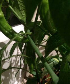 Yellow Sticky Aphid Whitefly Trap Pack of 15 24 71x58GxD8AL