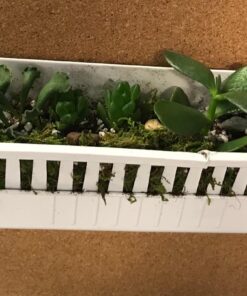 Shop Succulents | Unique Collection of Live Succulent Plants, Hand Selected Variety Pack of Mini Succulents | Collection of 12 6-Pack 56 71x68v31nL