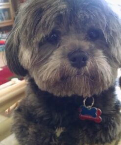 PetSafe Gentle Spray Bark Collar for Dogs, Citronella, Anti-Bark Device, Water Resistant,black and sliver,Adjustable Original 25 71x8ci3YTRL