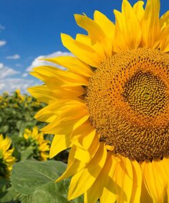 Alternative view of Mammoth Grey Stripe Sunflower Flower Seeds, 50+ Heirloom Seeds Per Packet, (Isla's Garden Seeds), Non GMO Seeds, Botanical Name: Helianthus annuus
