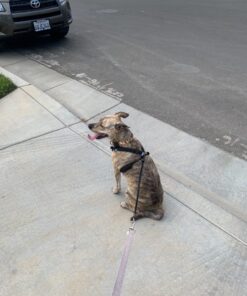 Sporn No Pull Dog Harness Large Size, Black Padded Durable Nylon Mesh Dog Harness, Breathable & Easy Dog Walking Harness for Puppy Training, Provides to All Large & Extra Large Breeds Large/XL 30 71xA0tQLWL