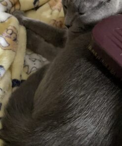 SOFT 100% PURE BOAR BRISTLE WAVE HAIR BRUSH DURAG MAN by Annie Black 1 Count (Pack of 1) 13 71xCe2swbWL