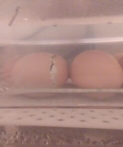 HBlife Digital Egg Incubator for Hatching 9-12 Chicken, Quail and Duck Eggs, with Fully Automatic Egg Turning and Temperature Display, Hatcher for Turkeys, Birds, Parrots and Poultry 50 71xCpu85hUL