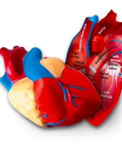 Learning Resources Cross-Section Human Heart Model, Large Foam Classroom Demonstration Model, 2Piece, Grades 2+, Ages 7+ Multi-color, 5 x 5 x 5 inches 18 71xE1gh3E9L