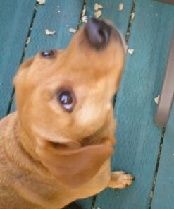 Blue Buffalo Wilderness Trail Treats High Protein Grain Free Crunchy Dog Treats Biscuits, Duck Recipe 10-oz Bag 10 Ounce (Pack of 1) 31 71xHnssk6L