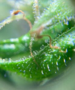 Happy Hydro - LED Loupe - 30x & 60x Magnifying Lens - Includes Batteries & Carrying Case 1 White 25 71xJ0LsXt1L