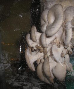 Organic Blue Oyster Mushroom Growing Kit 46 71xJzuKGI4L