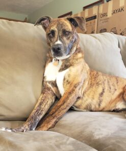 Embark Breed Identification Kit | Most Accurate Dog DNA Test | Test 350+ Dog Breeds | Breed ID Kit with Ancestry & Family Tree 49 71xLh2mguML