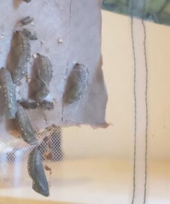 5 Live Caterpillars Shipped Now- Butterfly Kit Refill 62 71xPnVfCBVL