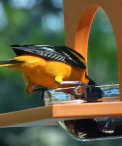 Songbird Essentials SERUBFJF Fruit and Jelly Oriole Feeder (Set of 1) 38 71xQqIOGGqL