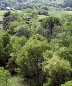 Syma X5C 4 Channel 2.4GHz RC Explorers Quad Copter w/ Camera 18 71xQy SdvL